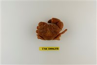 藏品(疣粒團扇蟹)的圖片